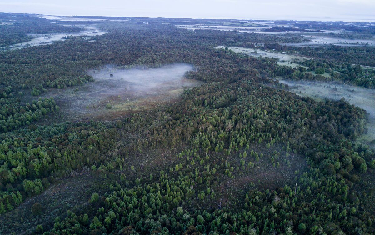 Bosque-ChiloeDaniel-Casado