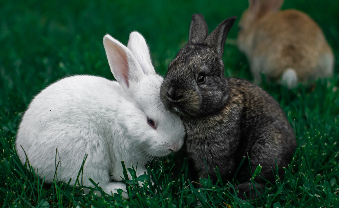 Copia-de-andriyko-podilnyk-3a1NOxCBY10-unsplash