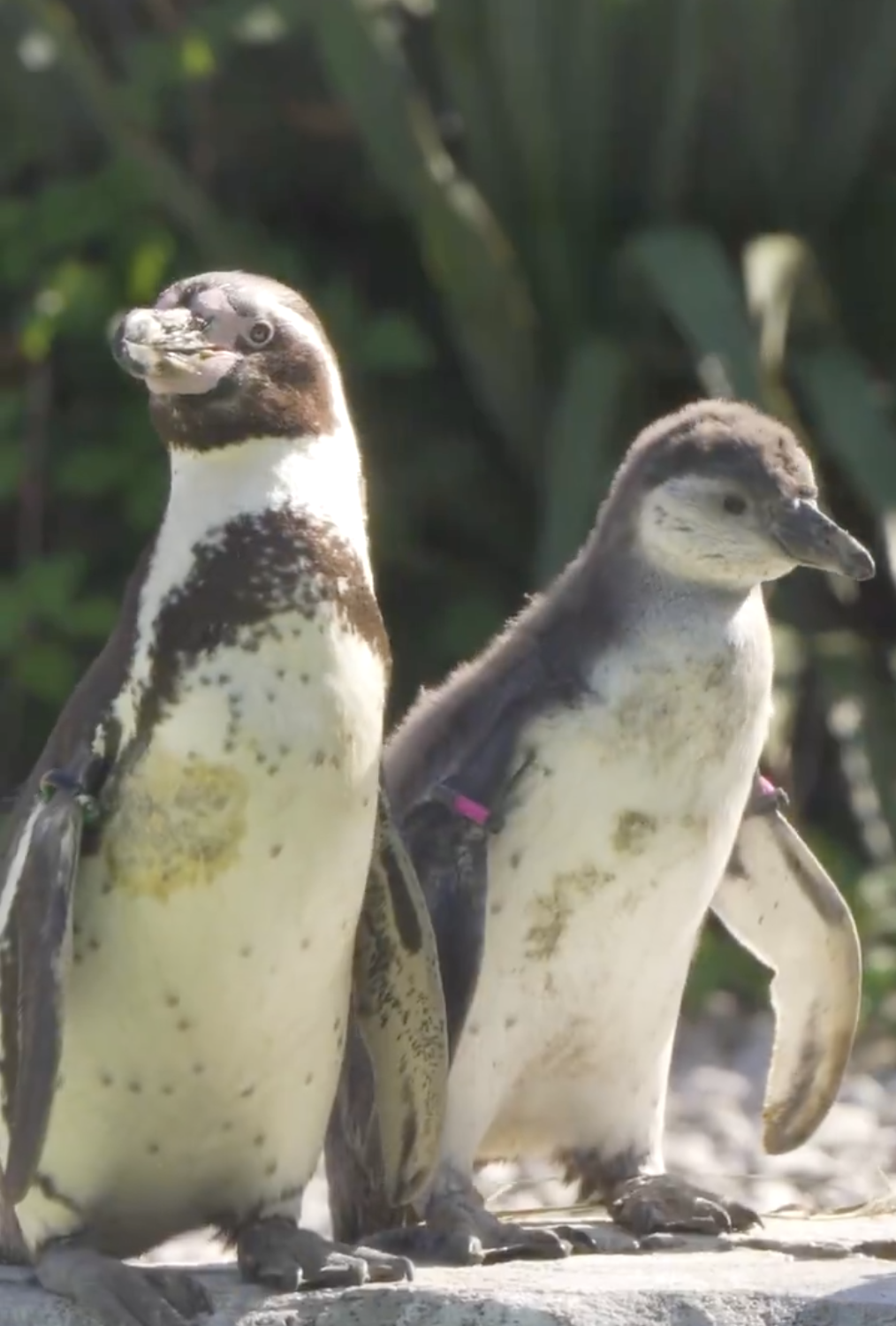 Captura de pantalla 2025-07-04 a la(s) 10.49.25